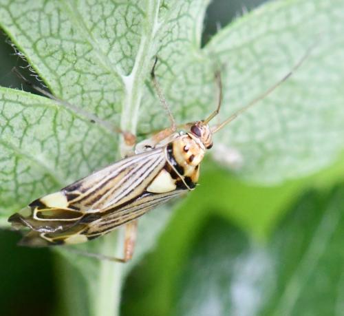 Rhabdomiris striatellus